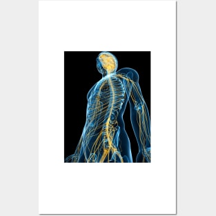 Human nervous system, artwork (F004/1384) Posters and Art